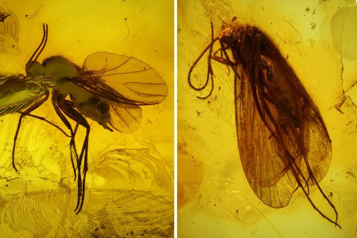 Detailed Fossil Caddisfly and Three Flies in Baltic Amber #142214